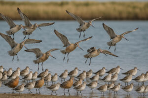 Image of Migratory waders landing
