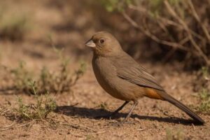 Image of a Abert's towhee on the ground