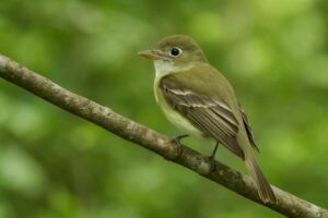 Image of an Acadian flycatcher in woodland