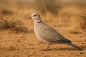 Image of an African collared dove in the desert