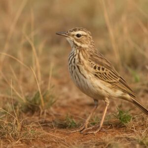 Image of an African pipit in its natural habitat