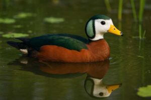 Image of an African pygmy goose swimming