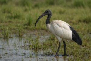 Image of an African sacred ibis in a wetland