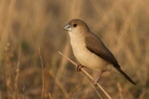 Image of an African silverbill perched in the grass
