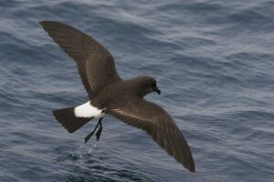 Image of a Ainley's storm petrel out at sea