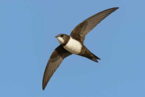 Image of an Alpine swift in flight