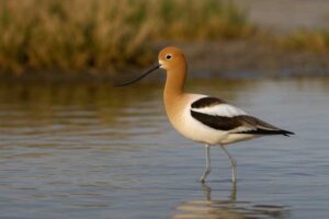Image of an American avocet wading in a pond