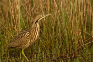 Image of an American bittern in the reeds