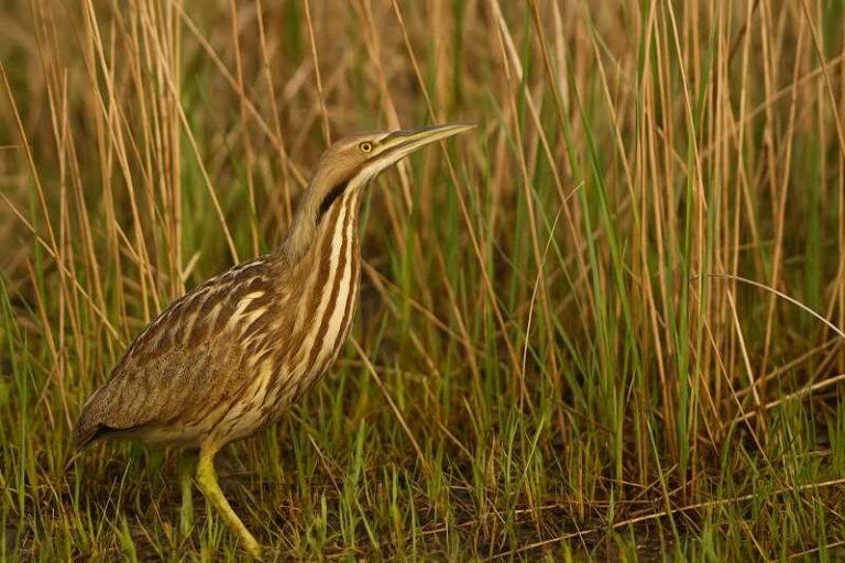 Image of an American bittern in the reeds