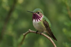 Image of a Calliope hummingbird in woodland