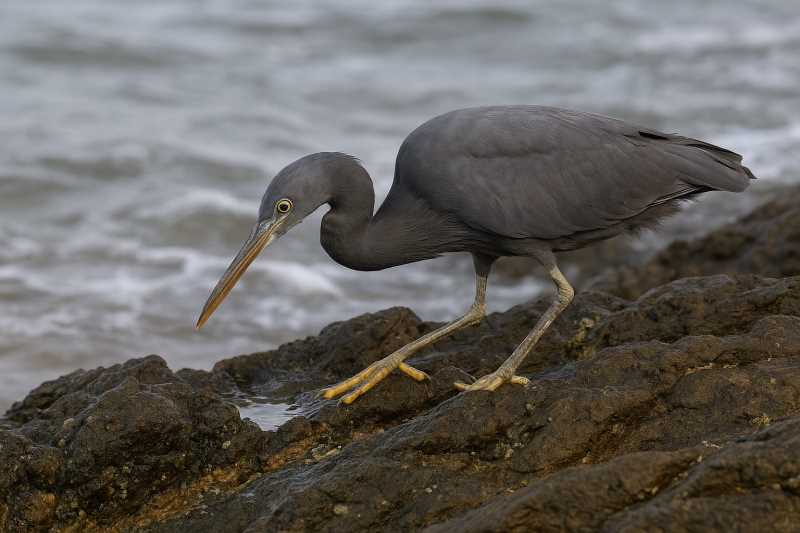 Image of a Eastern reef egret hunting prey on the rocks near the manly boat harbour