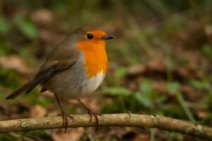 Image of a perched European robin