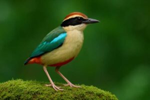 Image of a Fairy pitta standing on a moss covered rock