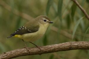 Image of a Forty spotted pardalote