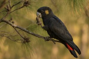 Image of a Glossy black cockatoo in woodland