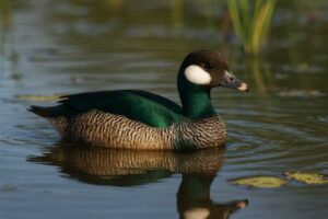 Image of a Green pygmy goose in a pond