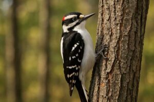 Image of a Hairy woodpecker pecking