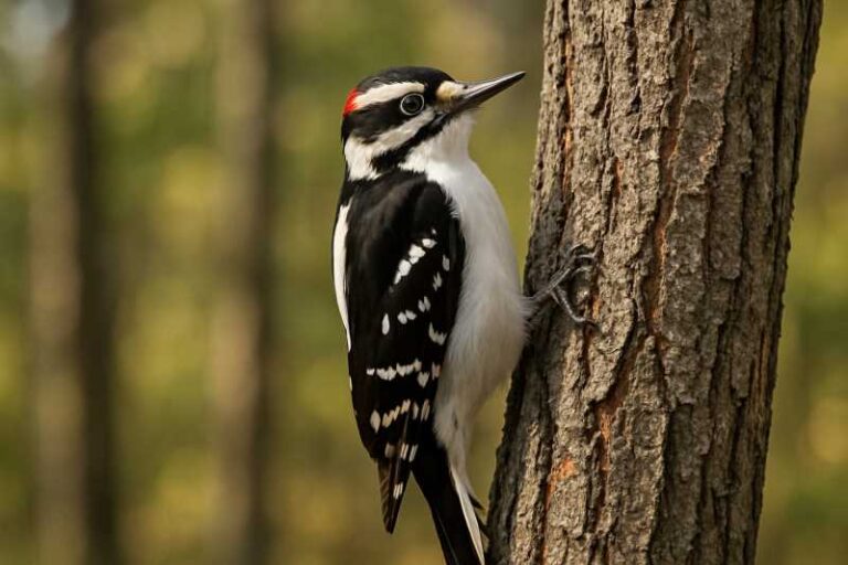 Image of a Hairy woodpecker pecking