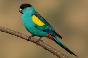 Image of a Hooded parrot