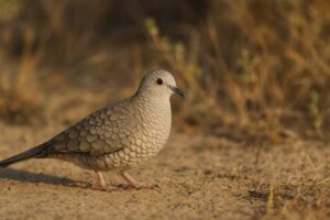 Image of an Inca dove walking on the ground