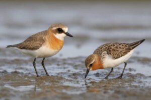 Image of Lesser sand plovers and red necked stints can be seen on the mudflats at nudgee beach