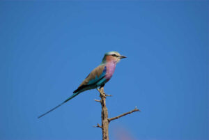 An image of a Lilac breasted roller from kruger national park