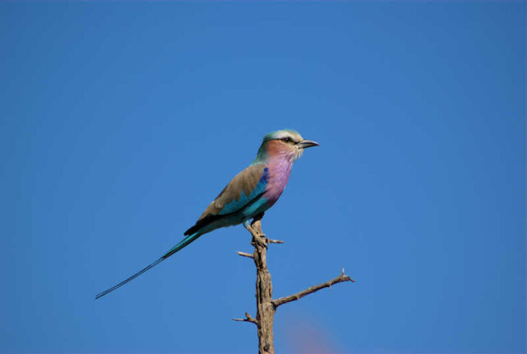 An image of a Lilac breasted roller from kruger national park