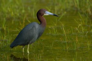 Image of a Little blue heron wading