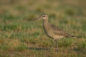 Image of a Little curlew in wet grassland