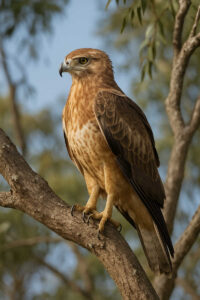 Image of a Little eagle perched in a tree
