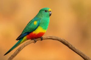 Image of a Mulga parrot