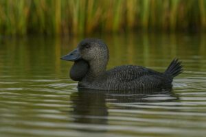 Image of a Musk duck in a dam