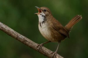 Image of a Noisy scrub bird in the brush