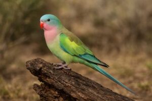Image of a Princess parrot