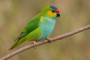 Image of a Purple crowned lorikeet