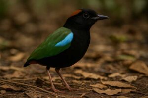 Image of a Rainbow pitta in the leaf litter