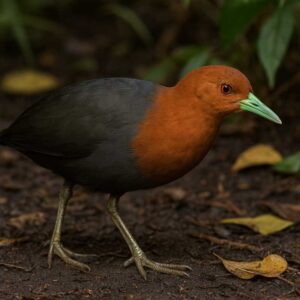 Image of a Red necked crake in the bush