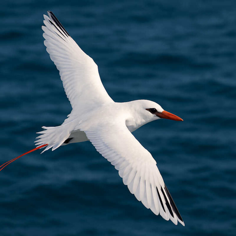 image of a Red tailed tropicbird in flight over the sea