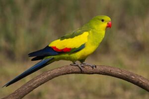 Image of a Regent parrot
