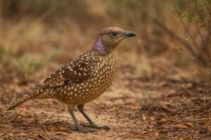 Image of a Spotted bowerbird on the sand