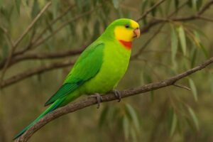 Image of a Superb parrot
