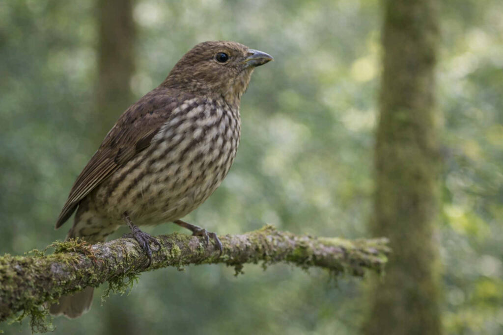Image of a Tooth billed bowerbird in the forests