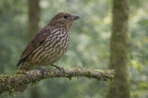 Image of a Tooth billed bowerbird in the forests