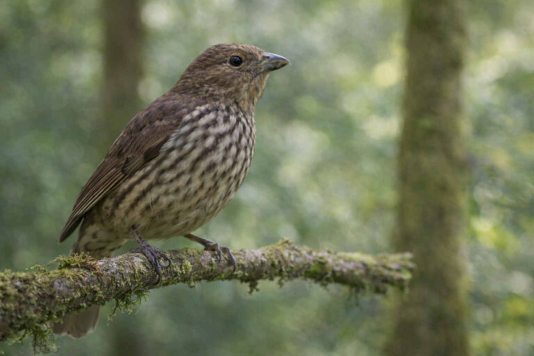 Image of a Tooth billed bowerbird in the forests