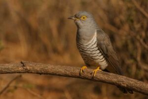 Image of a African Cuckoo in its natural habitat