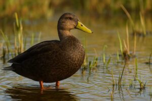 Image of an American black duck