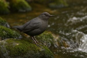 Image of an American dipper