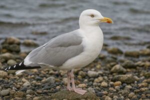 Image of an American herring gull