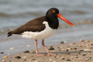 Image of an American oystercatcher
