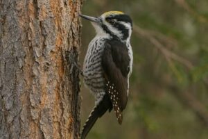 Image of an American three toed woodpecker